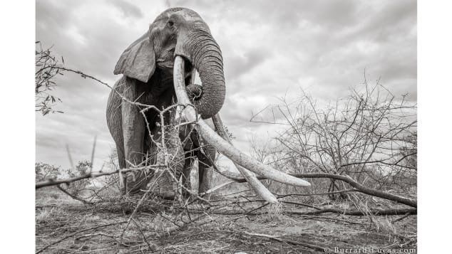 Elephant queen